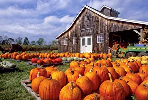 Vermont Prints: USA, Vermont, Shelbourne, Pumpkins