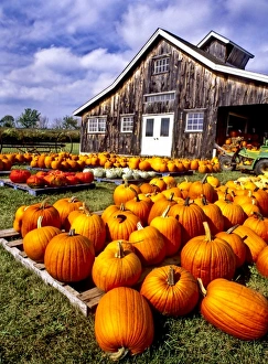 Images Dated 3rd September 2009: USA, Vermont, Shelbourne, Pumpkins