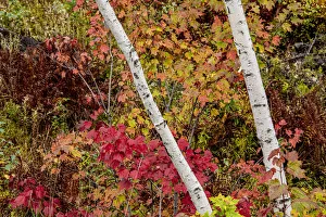 Vermont Prints: USA, Vermont, Stowe, birch trees around wetlands above the Toll House on Route 108