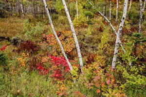 Images Dated 18th October 2021: USA, Vermont, Stowe, birch trees around wetlands above the Toll House on Route 108