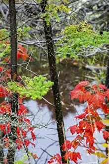 USA, Vermont, Stowe, birch trees around wetlands above the Toll House on Route 108