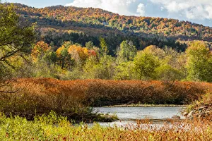 Vermont Prints: USA, Vermont, Stowe. Fall foliage along Little River