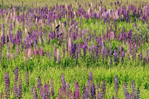 Vermont Prints: USA, Vermont, Stowe. Field of lupines blooming in spring on Rt 100