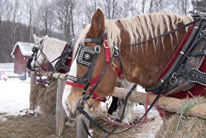Northeast Prints: USA: Vermont, Stowe, Mountain Road, draft horse for pulling sleighs through the snow