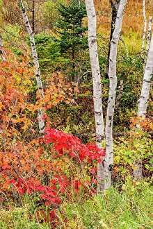 Kayak Prints: USA, Vermont, Stowe. Mountain road fall foliage