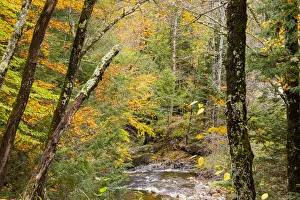 Vermont Prints: USA, Vermont, Stowe, Sterling Valley tributary to Little River in fall foliage