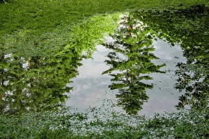 Vermont Prints: USA, Vermont, Stowe. Trees reflected in springtime puddle