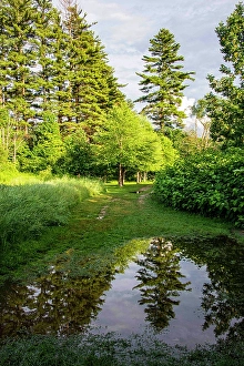 Kayak Prints: USA, Vermont, Stowe. Trees reflected in springtime puddle