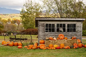 Squash Prints: USA, Vermont, Stowe, West Hill Rd, pumpkin field