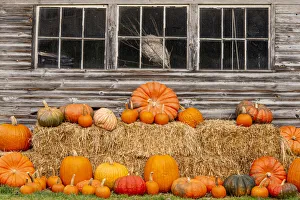 Images Dated 18th October 2021: USA, Vermont, Stowe, West Hill Rd, pumpkin field