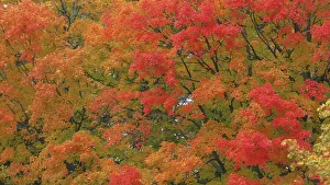 USA, Vermont. Vibrant Fall colors
