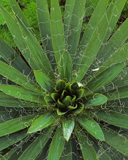 USA, Virginia, Albemarle County, Yucca leaves