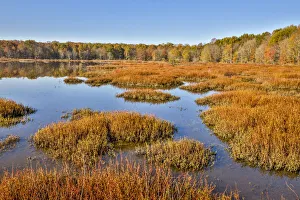 Changing Prints: USA, Virginia, Alexandria, Huntley Meadows Park and fall color