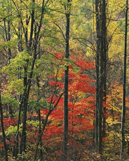 USA, Virginia, Appalachian Mountains, Blue Ridge Parkway, Autumn forest near Peaks