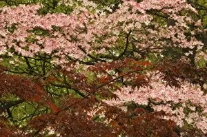 USA, Virginia, Arlington, brances of pink blooming dogwood and maple trees