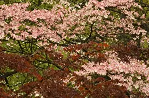 Dog Wood Prints: USA, Virginia, Arlington, brances of pink blooming dogwood and maple trees