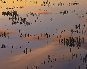 USA, Virginia, Arrowhead in Powatan Creek at Sunrise, Jamestown