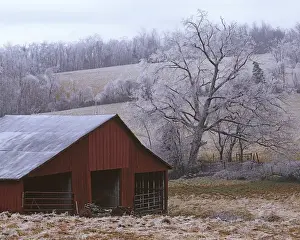 Charles Gurche Prints: USA, Virginia, Augusta County, Barn and ice covered trees
