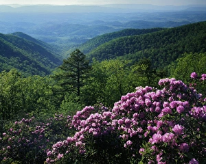 USA, Virginia, Blue Ridge Parkway, Blue Ridge Mountains Catawba Rhododendron