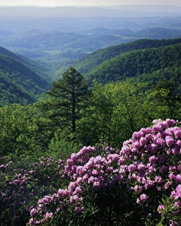 Appalachian Prints: USA, Virginia, Blue Ridge Parkway, Blue Ridge Mountains Catawba Rhododendron