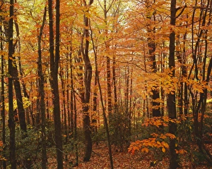USA, Virginia, Blue Ridge Parkway, Autumn forest