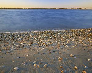 Shoreline Prints: USA, Virginia, Chesapeak Bay, Shore at Sunset