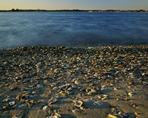 Virginia Prints: USA, Virginia, Chesapeake Bay, Shore at sunset
