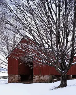 Images Dated 28th October 2009: USA, Virginia, Fairfax County, Barn and maple after snowfall