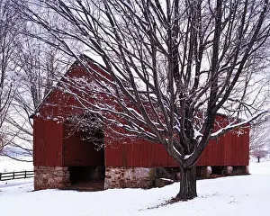 Images Dated 28th October 2009: USA, Virginia, Fairfax County, Barn and Maple after winter storm