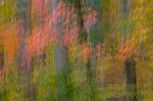 USA, Virginia, Great Falls Park. Abstract of autumn colors on trees