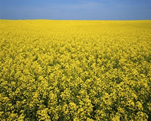 Virginia Prints: USA, Virginia, Hanover County, Canola field in bloom