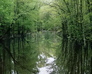 Blackwater River Prints: USA, Virginia, Isle of Wight County, The Blackwater River
