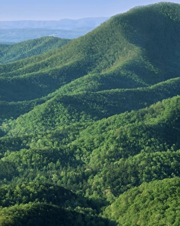 Images Dated 20th March 2013: USA, Virginia, Jefferson National Forest