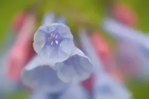 Hang Prints: USA, Virginia, Manassas, Manassas National Battlefield Park, closeup of blue