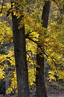 Virginia Prints: USA, Virginia, McLean. Scenic in Great Falls State Park