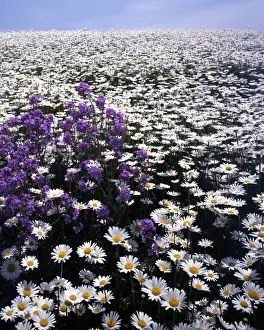 Images Dated 28th October 2009: USA, Virginia, Roanoke County, Meadow of Oxeye Daisy and Lunaria