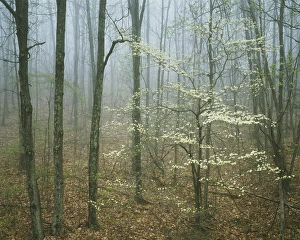 USA, Virginia, Shenandoah National Park, Appalachian Trail, Flowering Dogwood in