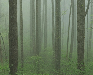 USA, Virginia, Shenandoah National Park, Yellow Poplar forest