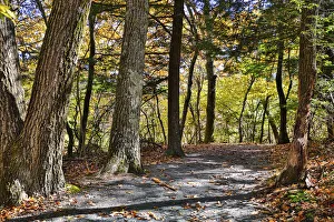 Images Dated 21st June 2021: USA, Virginia, Shenandoah National Park, fall color in the park