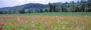 USA, Virginia, Tazewell. Colorful cosmos cover a wide field near Tazewell, Virginia
