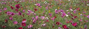 Cosmos Prints: USA, Virginia, Tazewell. Colorful cosmos cover a wide field near Tazewell, Virginia