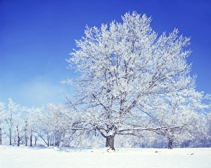 USA, Virginia, Warren County, Black Walnut