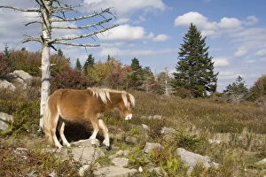 USA - Virginia. Wild pony in Grayson Highlands State Park and along trail to Mt. Rogers
