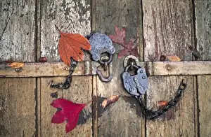 Locked Prints: USA, Virginia, Williamburg. Autumn leaves cover two old locks that secure an old