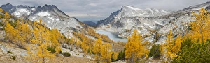 Images Dated 7th October 2010: USA, WA, Alpine Lakes WIlderness Enchantments. Panorama of golden larch (Larix lyallii)