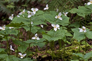 Images Dated 17th April 2012: USA, WA, Bainbridge Island. Western Trillium (Trillium ovatum) blooms on trail in