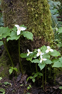 Images Dated 16th April 2012: USA, WA, Bainbridge Island. Western Trillium (Trillium ovatum) blooms on trail in