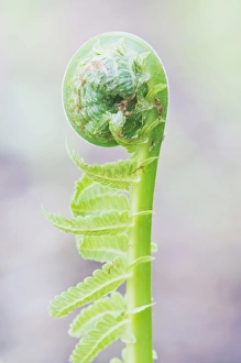 Shoot Prints: USA, WA, Bellevue, Fern Fiddlehead