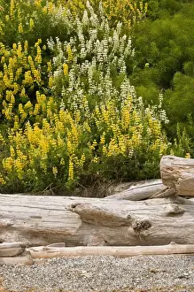 Horsetail Prints: USA, WA, Camano Island. Yellow Bush Lupine (Lupinus arboreus) is native to California