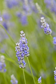 Images Dated 18th July 2012: USA, WA. Cultivated worldwide lavender is used for cosmetic, medicinal and culinary
